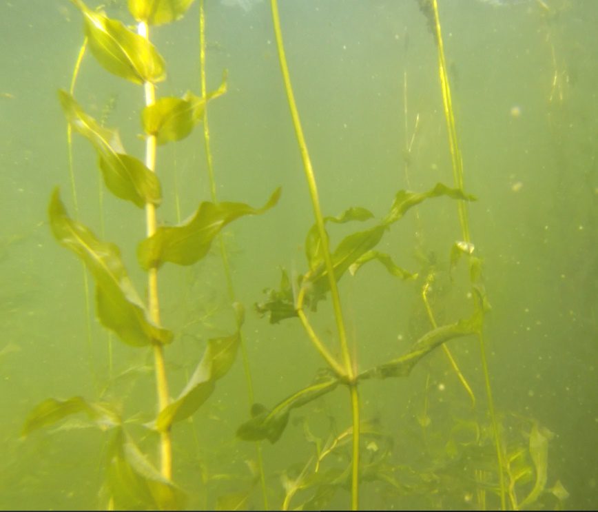 Cabbage Weed Underwater