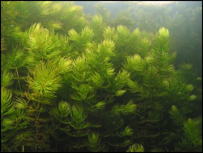 Coontail weed underwater