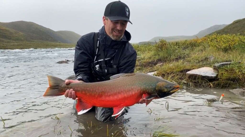 Dolly Varden Char