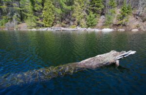 Sunken log