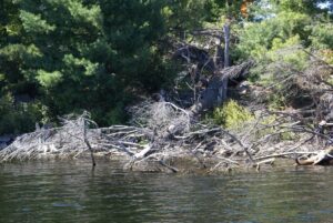 Sunken brush pile