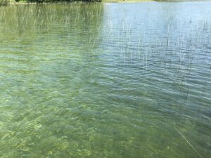 Lake Simcoe Pencil Reeds