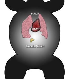 Showing Bear Gallbladder location
