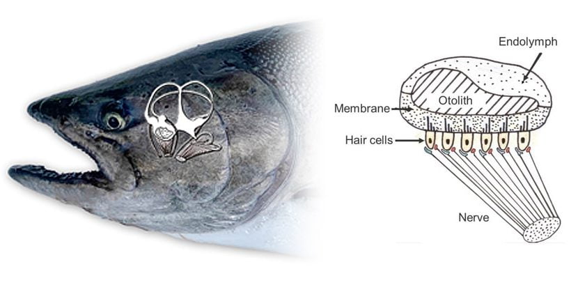 The inner ear system of a fish