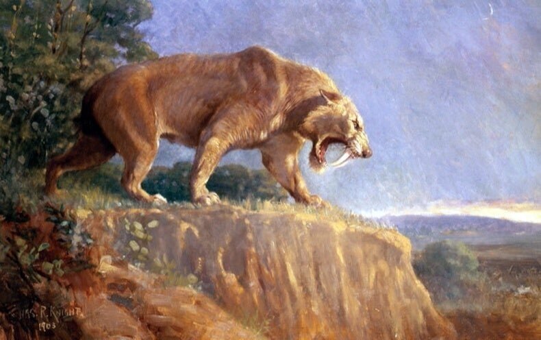 saber+tooth