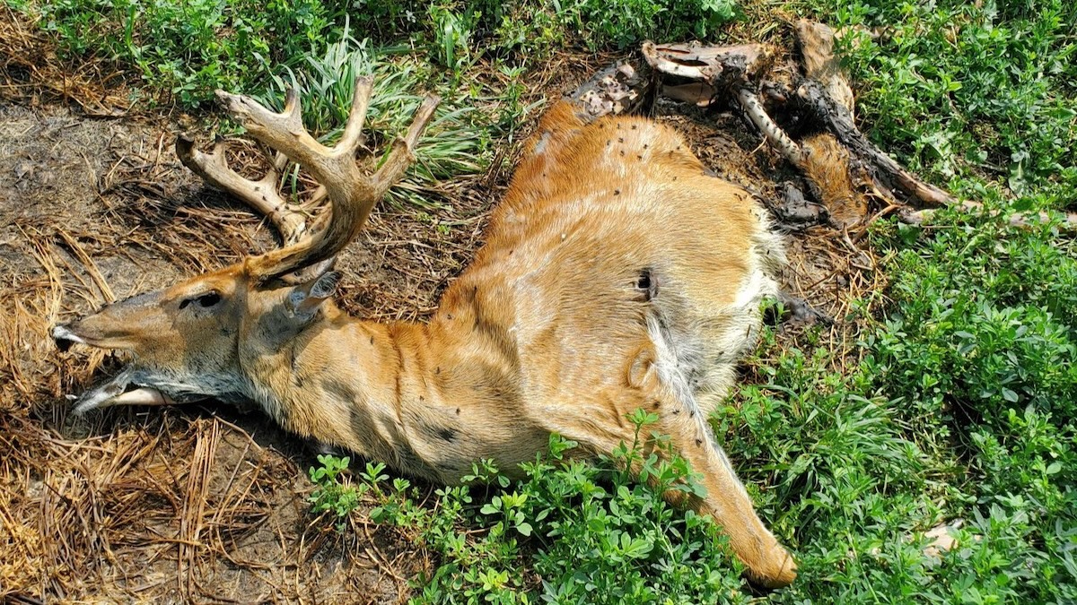 New Details and Images Emerge in Wisconsin Deer Poaching, Torture Case | MeatEater Conservation News