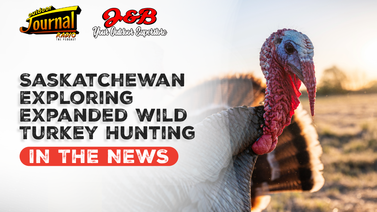 Saskatchewan May See Expanded Wild Turkey Hunting Opportunities
